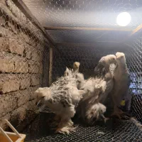 جوجه مرغ خروس برهما لایت اصیل