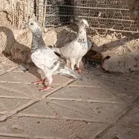 جوجه سار جوجه پاکستانی طوقی