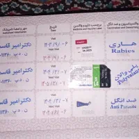 فروش سگ با نژاد ،نشاد شیتزو کراس|سگ|اصفهان, اشکاوند|دیوار