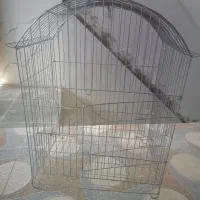 قفس عروس هلندی و طوطی فقط ۵۰۰تومن