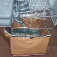 فروش ۲ عدد نر و ماده عروس هلندی باقفس بزرگ|پرنده|تهران, کوی نصر مهرآباد|دیوار