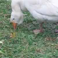 قوغاز نر و قوغازماده