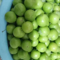 گورجه سبز درشت و آبدار