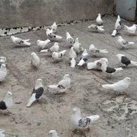 کبوتر پشتدارهفرنگ تعداد ۹۲تا|پرنده|قزوین, |دیوار