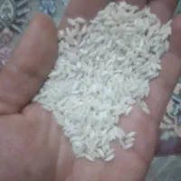 برنج عنبربومحلی شوشترتازه ویکدست