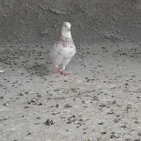 کبوتر