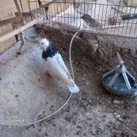 کبوتر زرد کرمانی سینه وطوقی|پرنده|اسلامیه, |دیوار