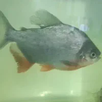 ۲عدد ماهی پاکو|ماهی|کرمان, |دیوار