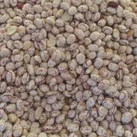 لوبیا چیتی سرحد