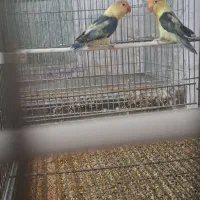طوطی مولده برزیلی جفتی|پرنده|شیراز, محراب|دیوار