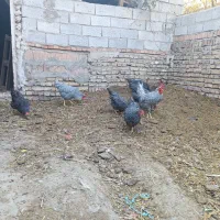 تخم نطفه دار پیلموت راک|حیوانات مزرعه|صوفیان, |دیوار