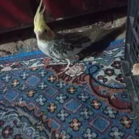 معامله با ماده خوب که با دوکت البینو جفت باشه