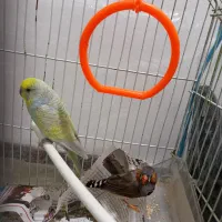 مرغ عشق ماده با فنچ به فروش می رسد|پرنده|بیرجند, |دیوار