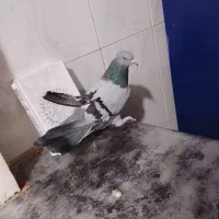 کبوتر مفلق پر