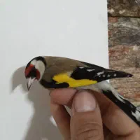 سهره امسال شوش|پرنده|شوش, |دیوار