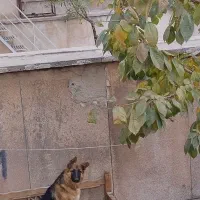 توله ژرمن شولاین ماده|سگ|شهریار, شهرک شاهد|دیوار