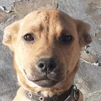 پیت بول ۴ ماهه نر و ماده