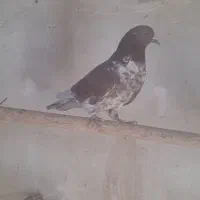 کفتر گرفتنی حسابی