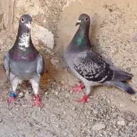 نروماده آلمانی مسافتی نر ابلغ ماده مگس