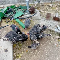 فروش بوقلمون هشت عدد دونه ای 1600 تخفیف پای معامله