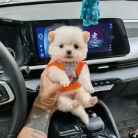 توله سگ ی وجبی شیتزو و پامر پشمکی فانتزی فقط 2500|سگ|قزوین, |دیوار