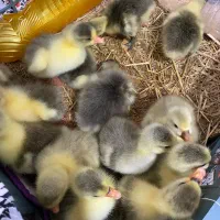 فروش جوجه غازه یک هفته ای