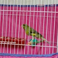 قناری نر مست آماده جفت