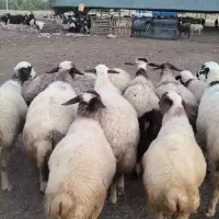 گوسفند،میش