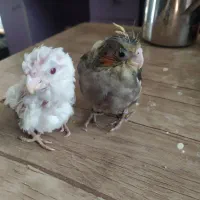 عروس البینو  طوسی ابلغ سرلاکی