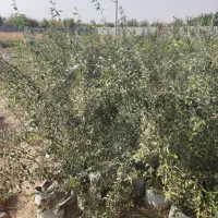 نهال سنجد رقم حاج حسینی|گل و گیاه طبیعی|تهران, جوادیه|دیوار
