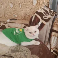 گربه اسکارتیج