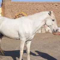 سیلمی  سرو ترکمن اخال خالص|اسب و تجهیزات اسبسواری|سبزوار, کلاته سیفر|دیوار