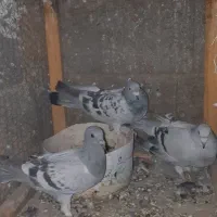 کفتر