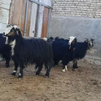 بزغاله و چپش میش بره بز|حیوانات مزرعه|شهرکرد, |دیوار