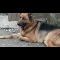 فروش سگ ژرمن شپرد|سگ|رشت, حومه رشت|دیوار