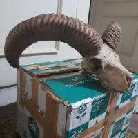 کلکسیونی