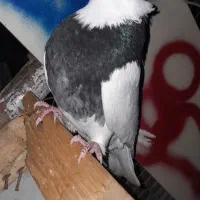 کفتر|پرنده|گرگان, |دیوار