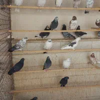 کفتر  تیرماهی یکجا  بشرط|پرنده|پاکدشت, پارچین|دیوار