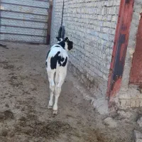 گوساله هلشتاین|حیوانات مزرعه|آوج, |دیوار