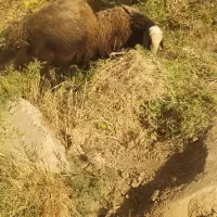 میش بره دار و آبستن