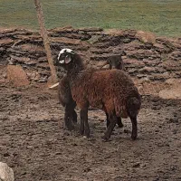 بره نرهترو ۲راس