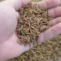 بستههای میلورم زنده|لوازم جانبی حیوانات|اهواز, دانشگاه چمران|دیوار