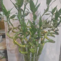 بامبو گیاه شانس|گل و گیاه طبیعی|تهران, پرستار|دیوار