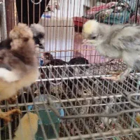 جوجه بوقلمون و برهما و سلطان یکروزه|حیوانات مزرعه|ورامین, خیر آباد|دیوار