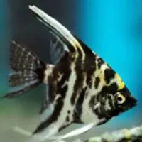 ماهی گوپی کالرزبرا آنجل لجن خار تترا نعون آکواریوم|ماهی|تهران, امام زاده حسن|دیوار