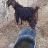 ۲تا بی مس قصابی وبزچاغ فروشن آدرس مورموری|حیوانات مزرعه|دهلران, |دیوار