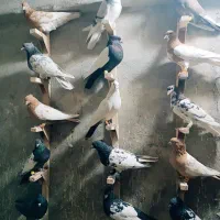 رنگی بیرونی|پرنده|شیراز, حومه شیراز|دیوار