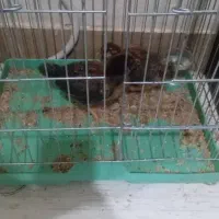 جوجه مرغ محلی