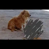 سگ پاکوتاه یک جفت