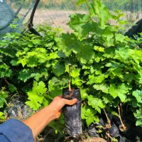 نهال شرابی بی دانه|خدمات باغبانی و درختکاری|تربت‌حیدریه, ۴۵ متری|دیوار